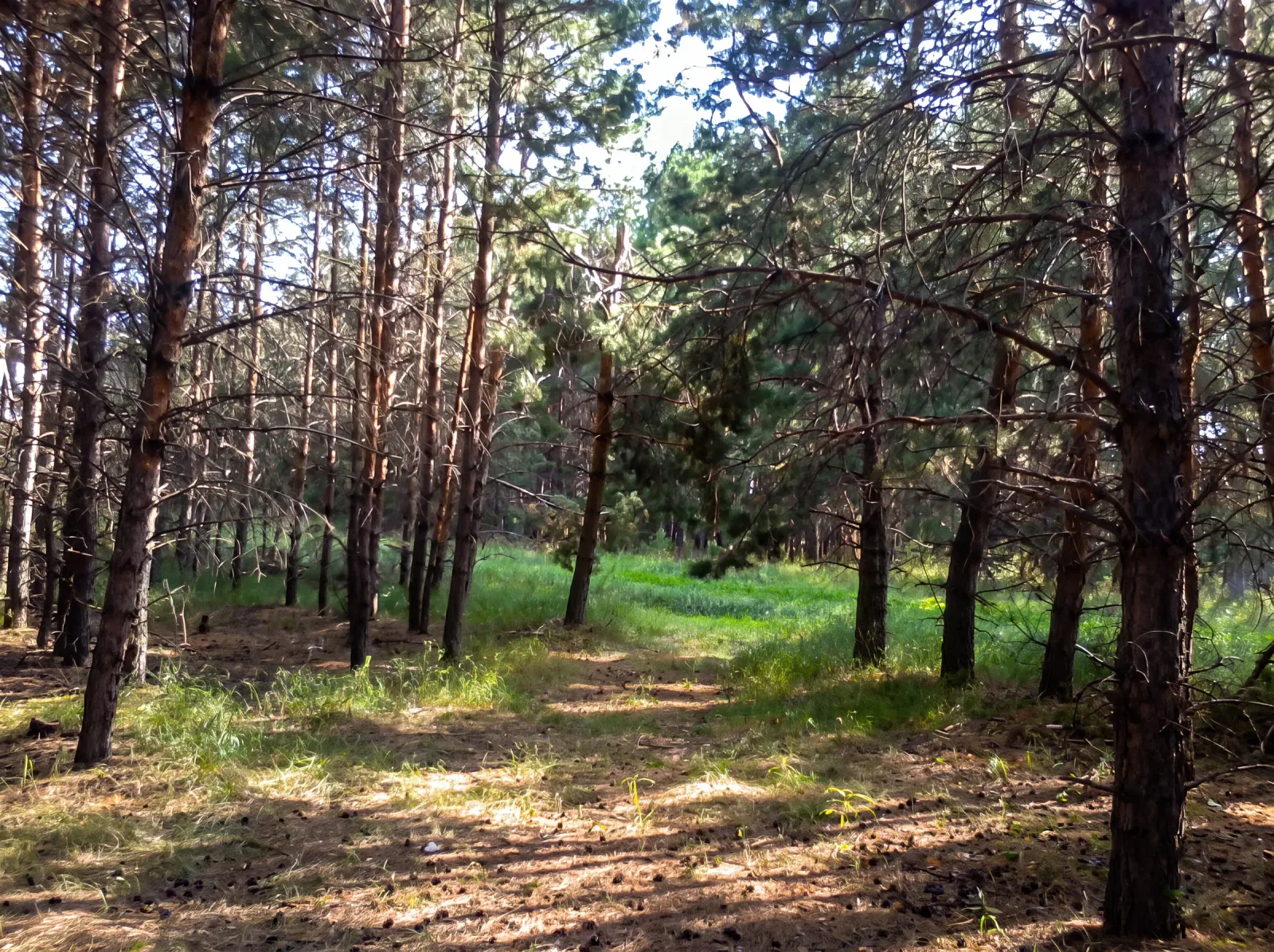 Сосны Шимолинского бора, трава и солнечные пятна