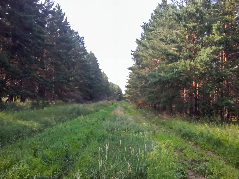 Ровные сосны вдоль лесной просеки